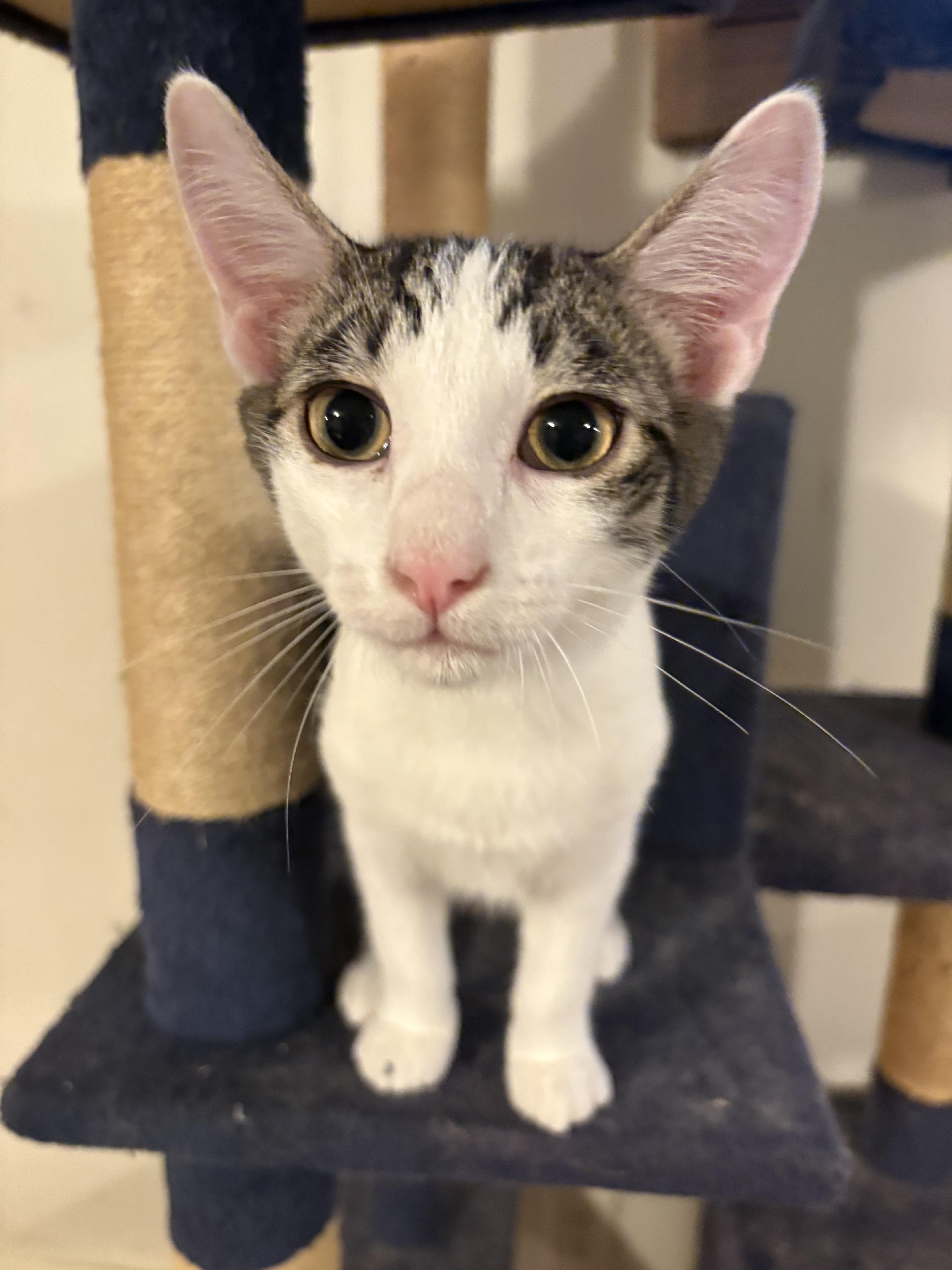 Enlarge Max, a ADOPTABLE Domestic Short Hair in Rochester, NY image 1/2