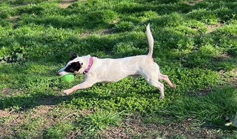 Enlarge Jasper, a Adoptable Jack Russell Terrier in Columbia, TN image 1/6