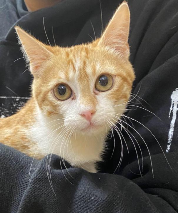 Enlarge Nala, an adopted Domestic Short Hair in Pearland, TX image 1/3