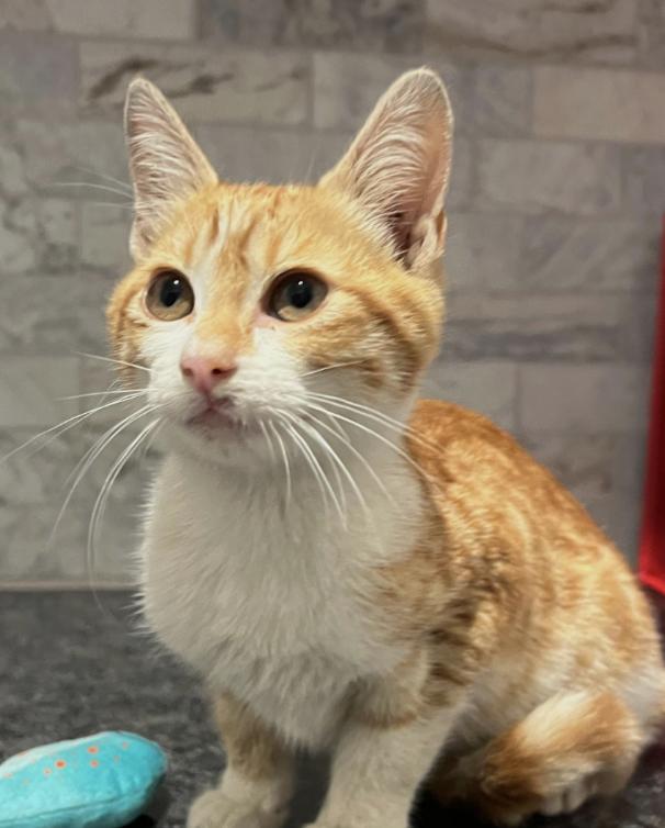 Enlarge Nala, an adopted Domestic Short Hair in Pearland, TX image 2/3