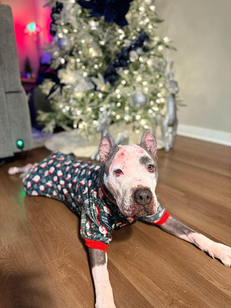 Rose’ all day, Adoptable, Adult Female American Bully.