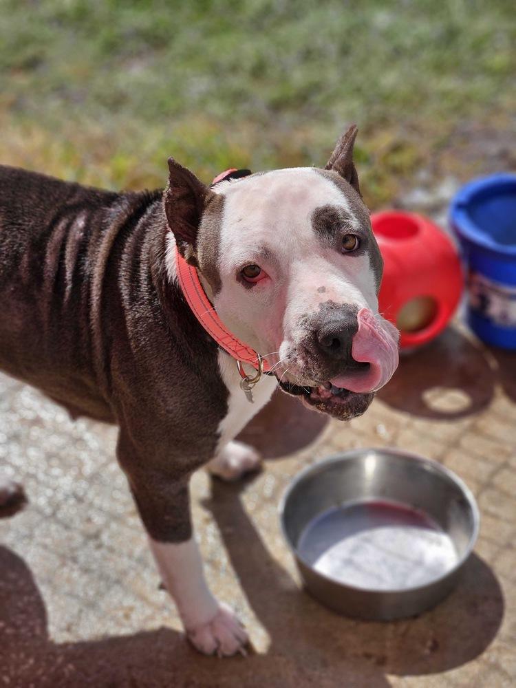 Enlarge Rose’ all day, a Adoptable mixed breed in Lakeland, FL image 2/6