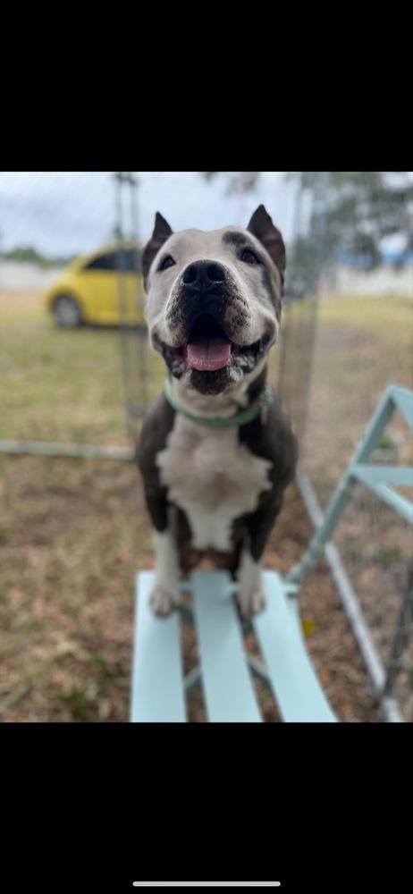 Enlarge Rose’ all day, a Adoptable mixed breed in Lakeland, FL image 3/6