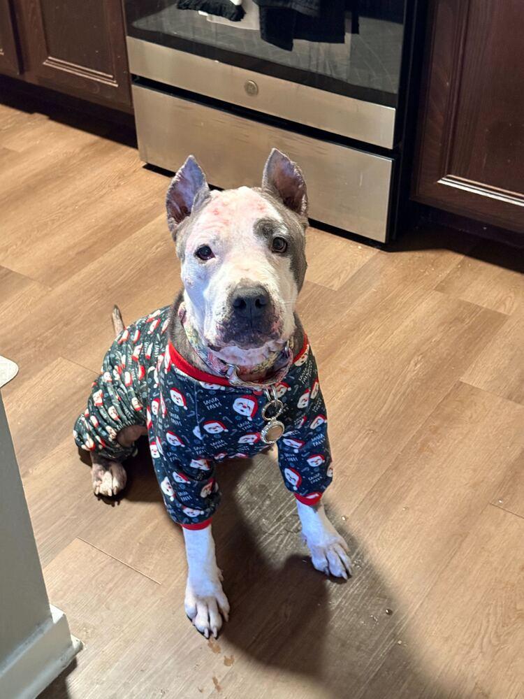 Enlarge Rose’ all day, a Adoptable mixed breed in Lakeland, FL image 4/6