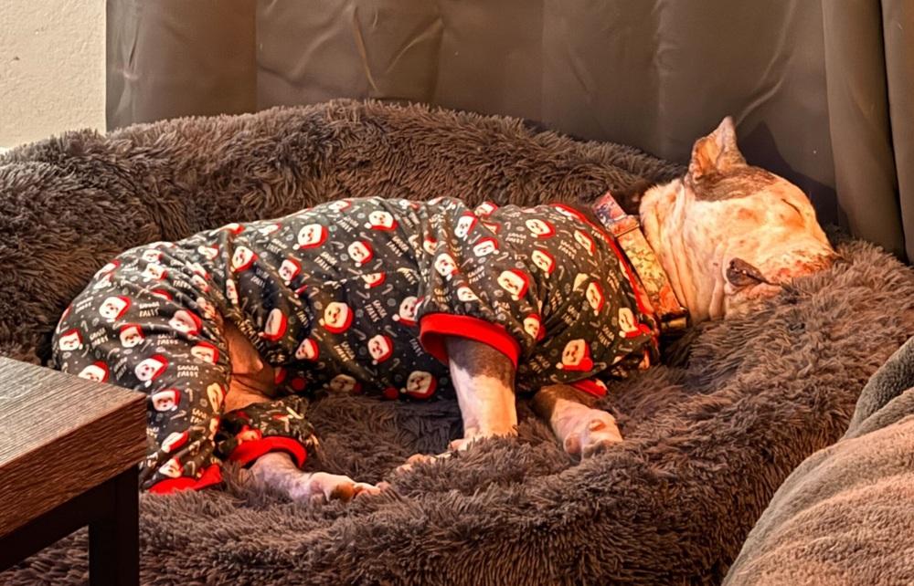 Enlarge Rose’ all day, a Adoptable mixed breed in Lakeland, FL image 5/6