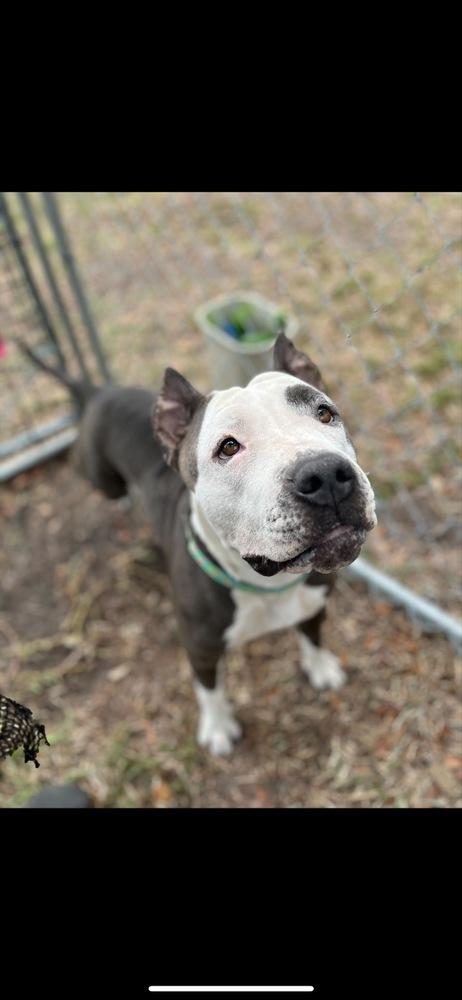 Enlarge Rose’ all day, a Adoptable mixed breed in Lakeland, FL image 6/6