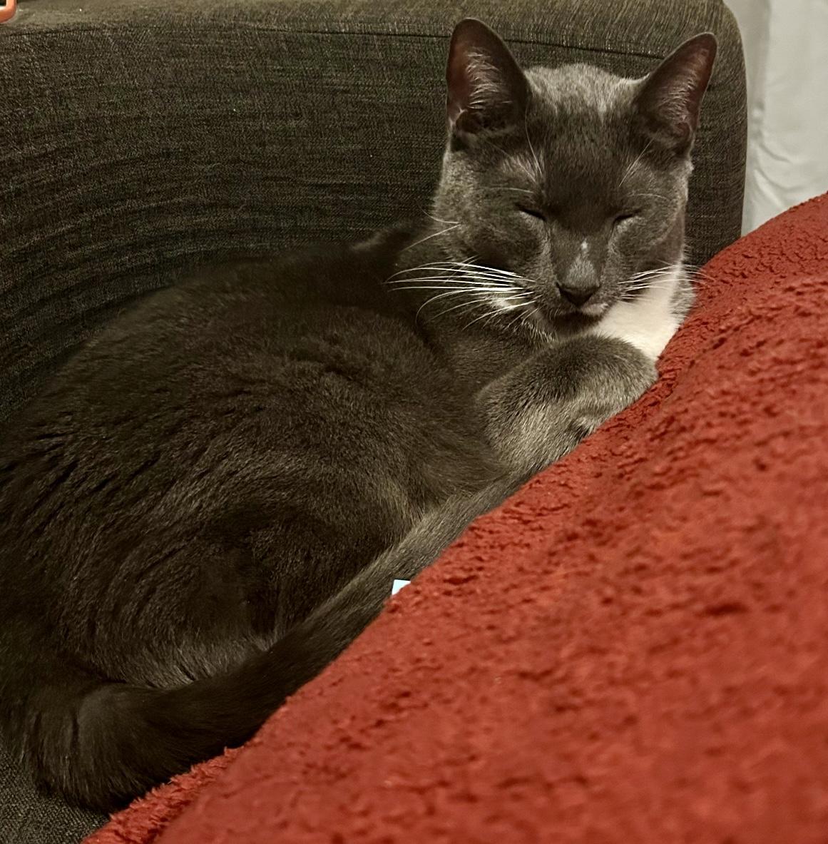 Supreme, adopted, Adult Male Domestic Short Hair.