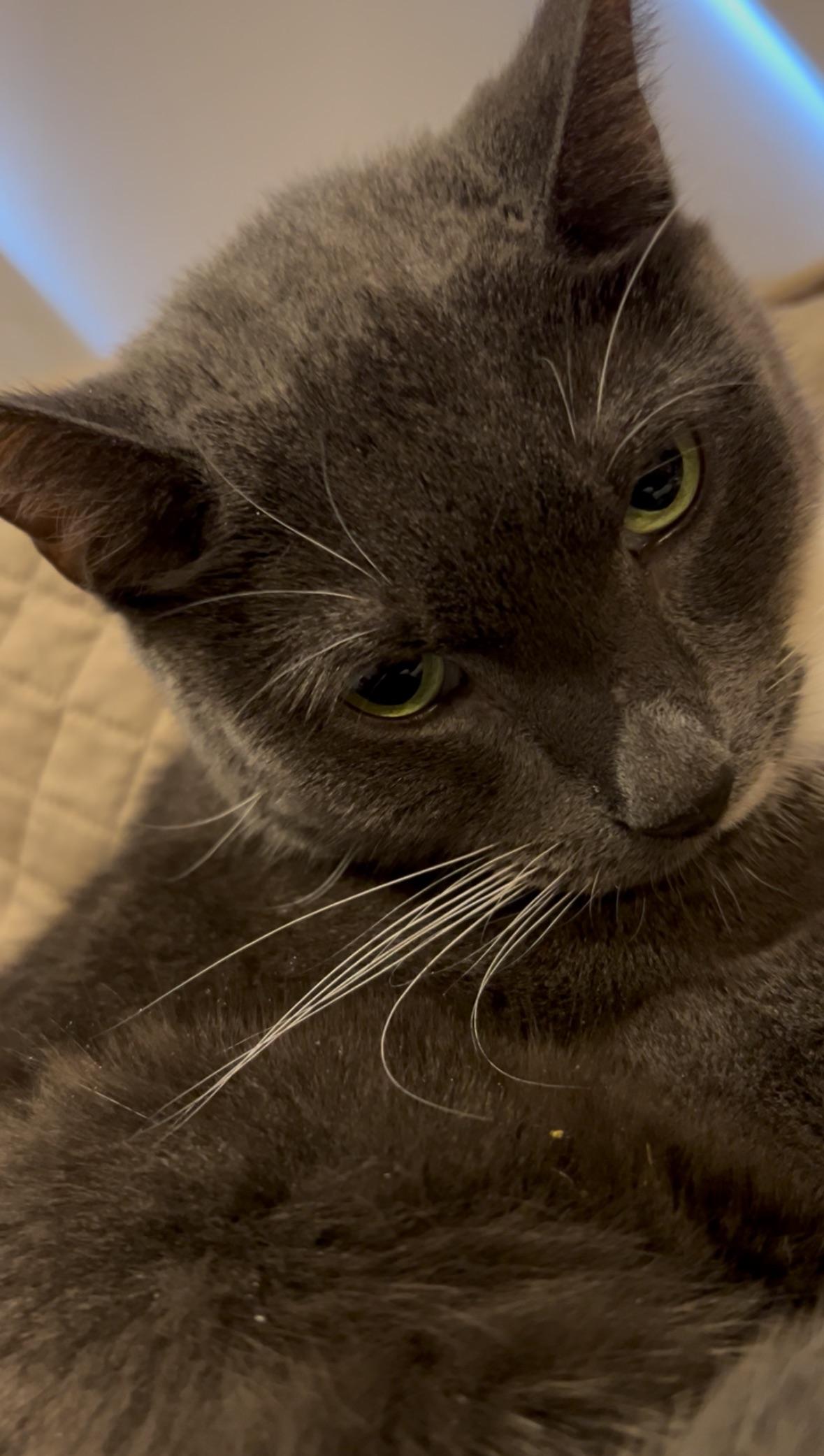 Enlarge Supreme, an adopted Domestic Short Hair in Jersey City, NJ image 4/4