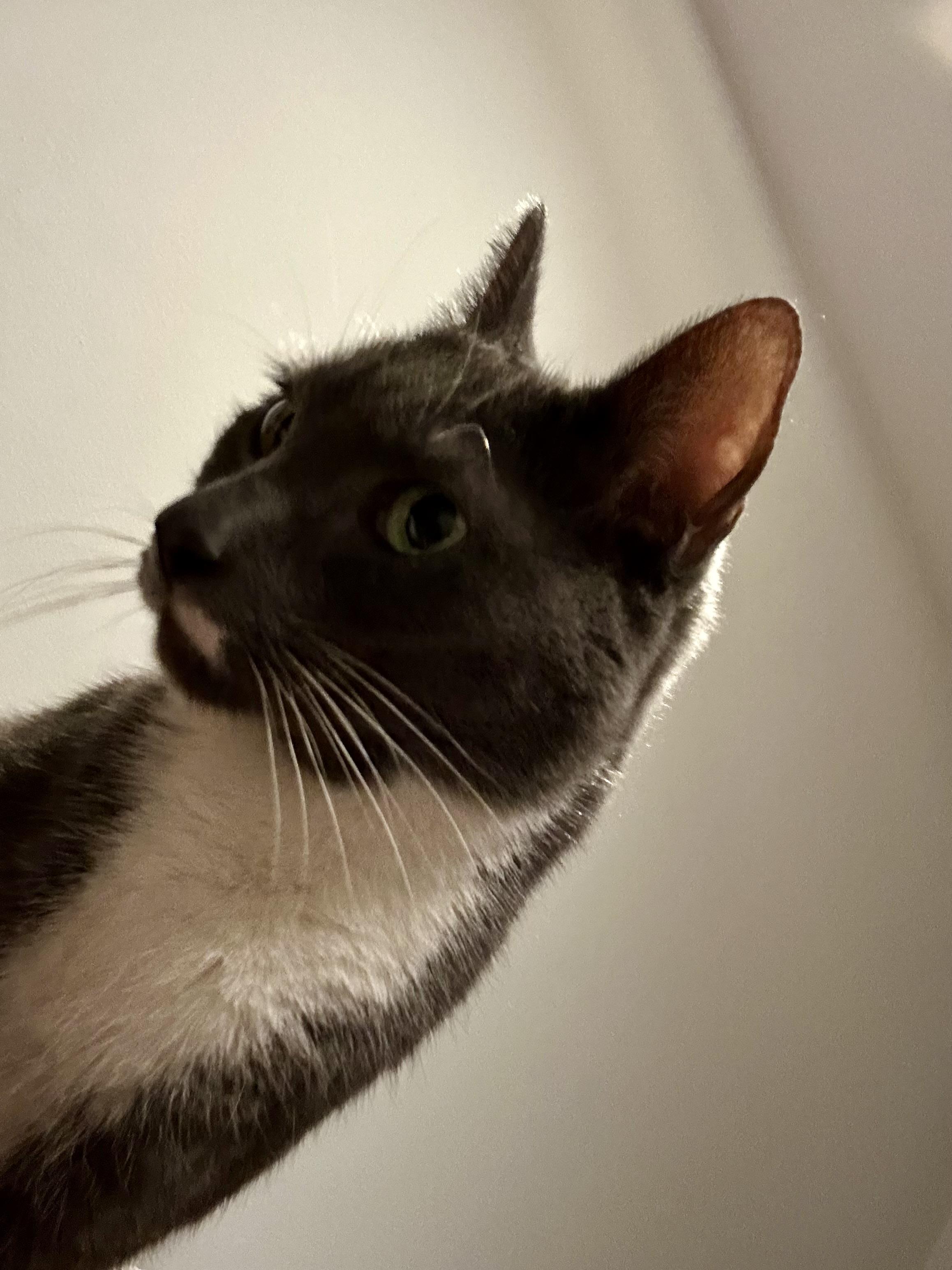 Enlarge Supreme, an adopted Domestic Short Hair in Jersey City, NJ image 3/4