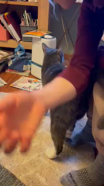 Enlarge Supreme, an adopted Domestic Short Hair in Jersey City, NJ video 2/4