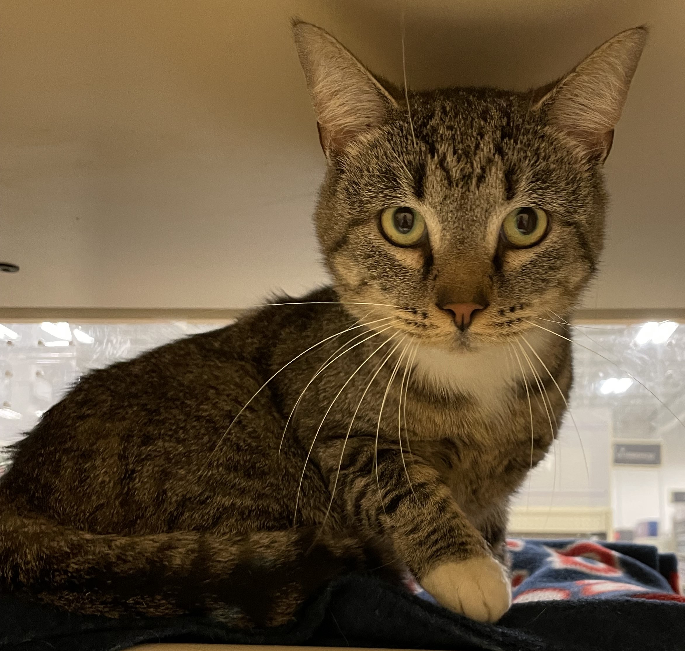 Enlarge Kiwi, a Adopted Tabby in Jamaica Plain, MA image 1/3