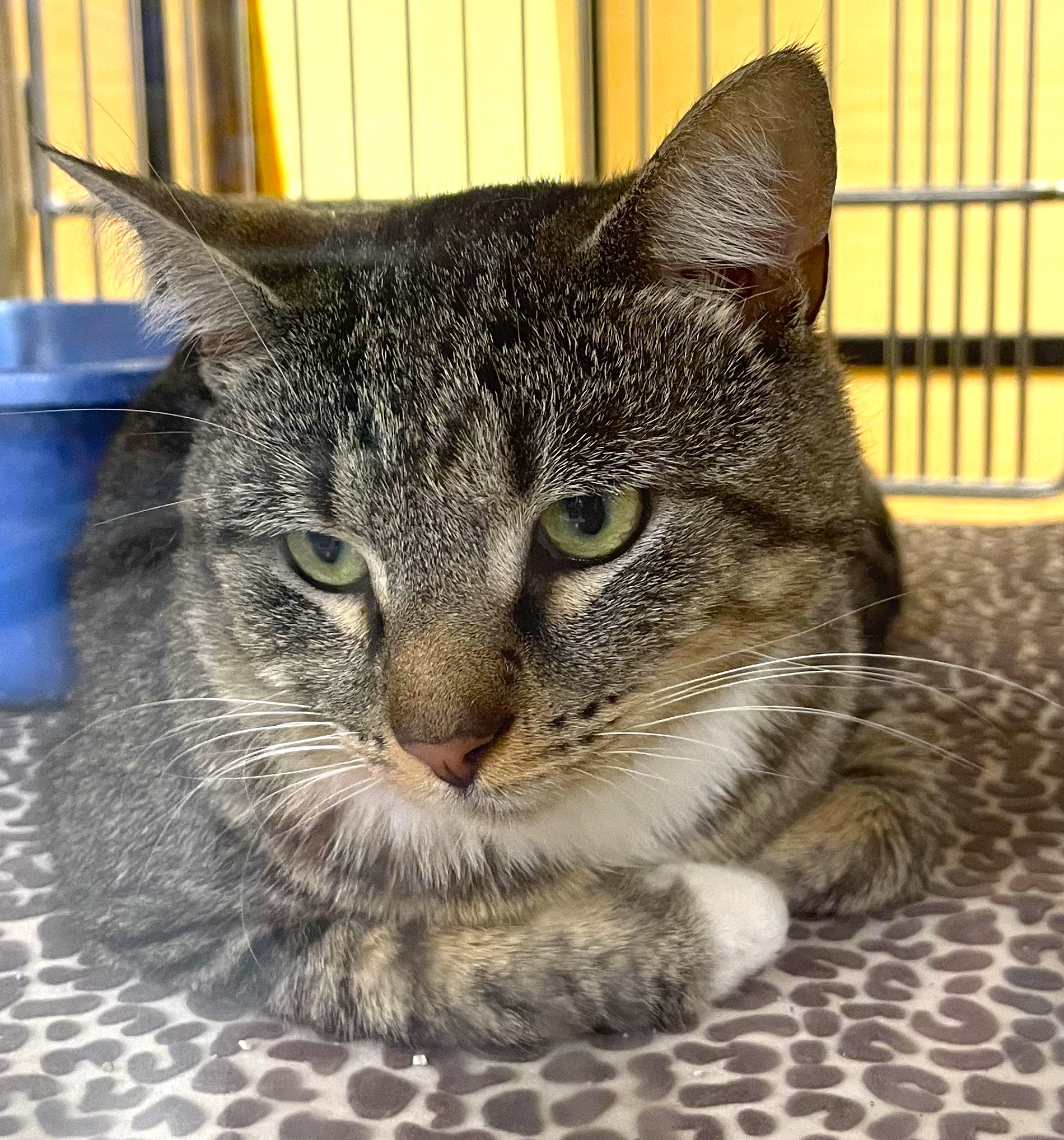 Enlarge Kiwi, a Adopted Tabby in Jamaica Plain, MA image 2/3