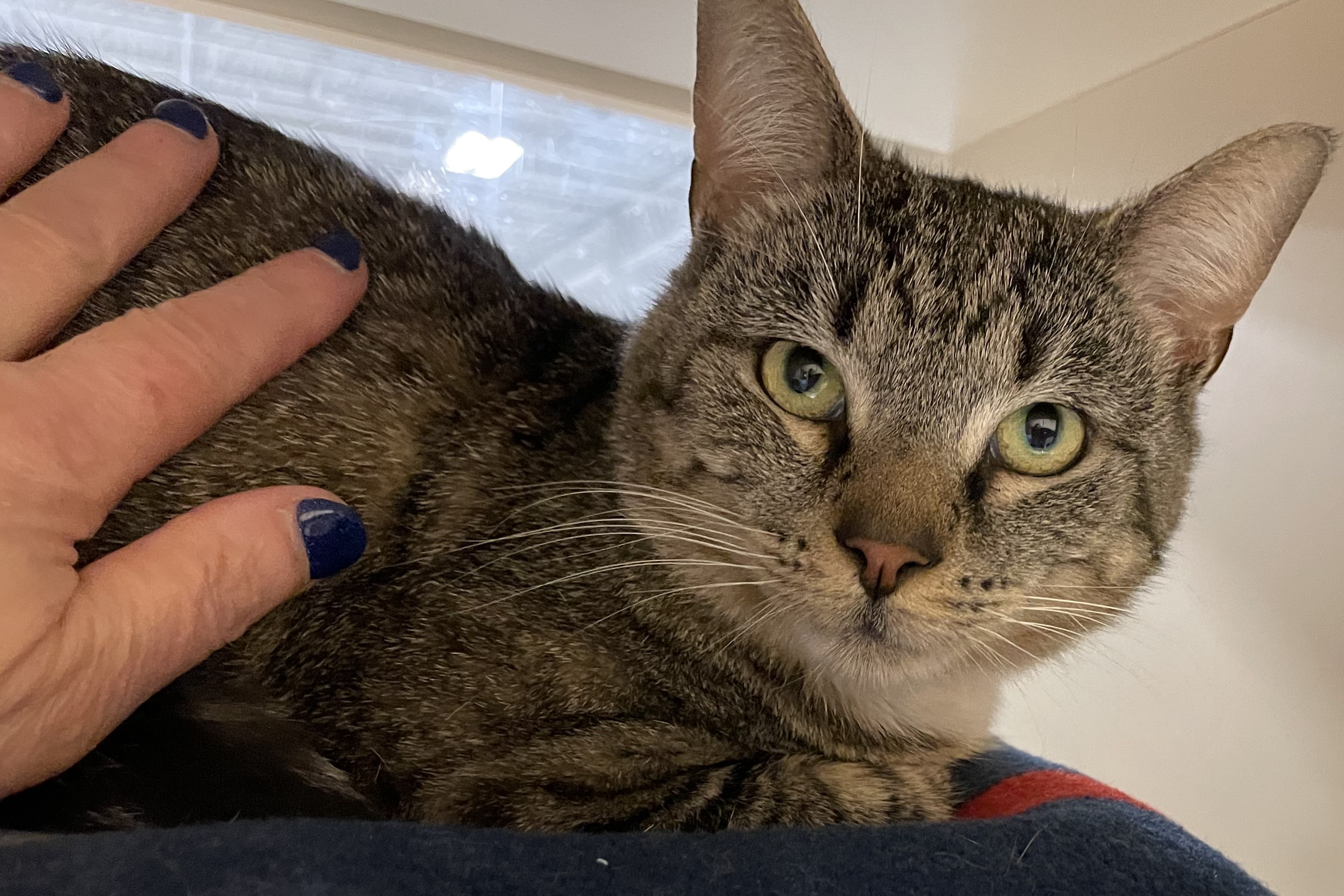 Enlarge Kiwi, a Adopted Tabby in Jamaica Plain, MA image 3/3