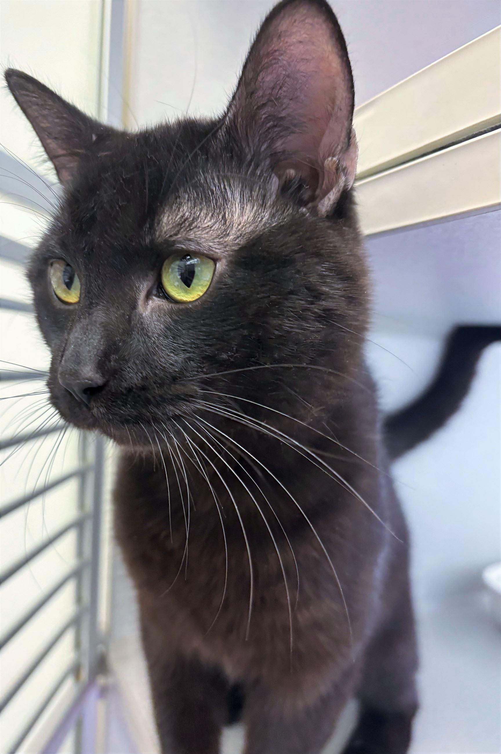 Enlarge Ripple, an adopted Domestic Short Hair in Iowa City, IA image 1/2