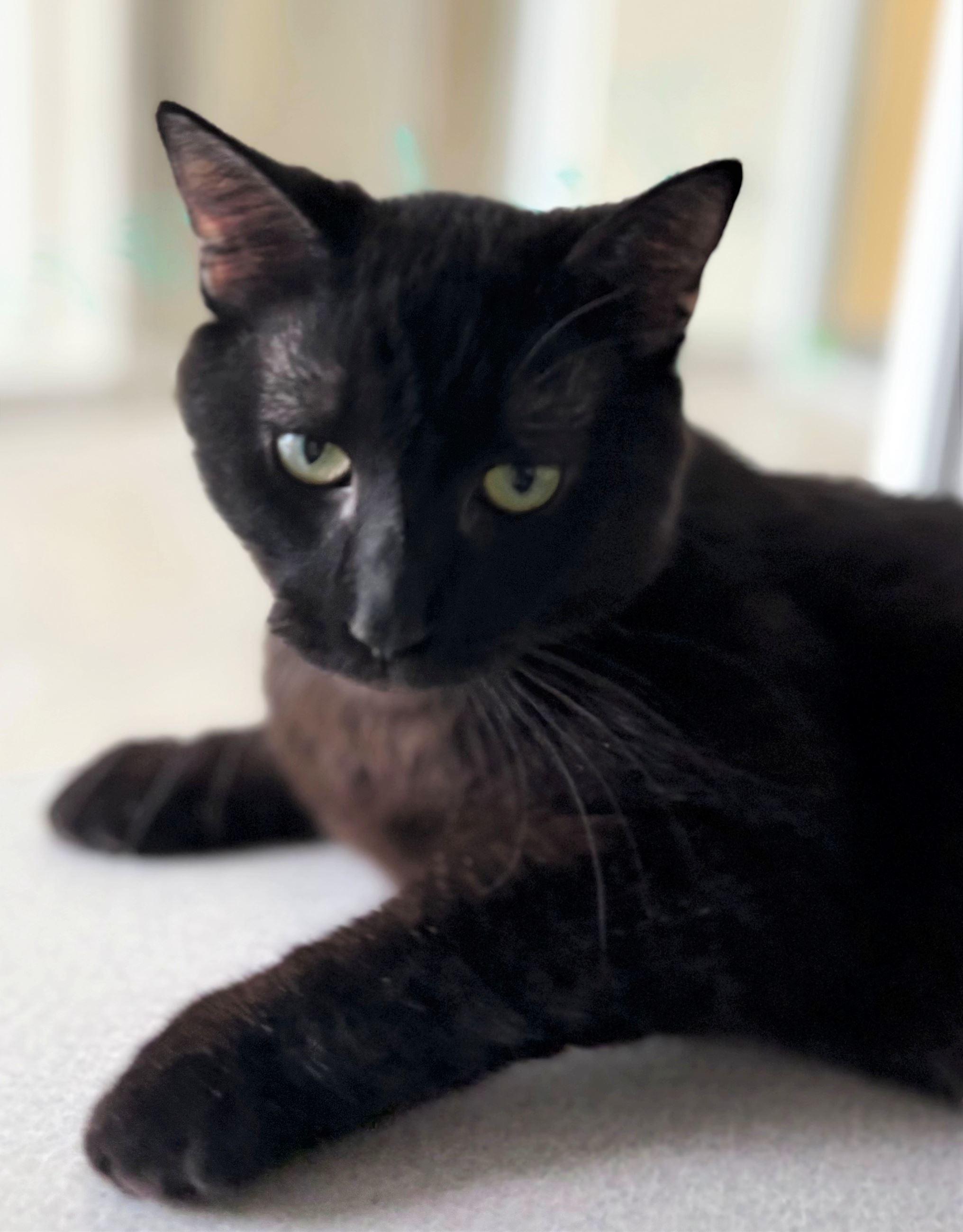 Enlarge Ripple, an adopted Domestic Short Hair in Iowa City, IA image 2/2