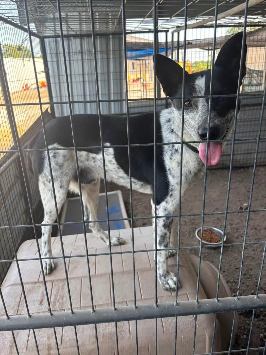 Pete, Adoptable, Adult Male Cattle Dog.