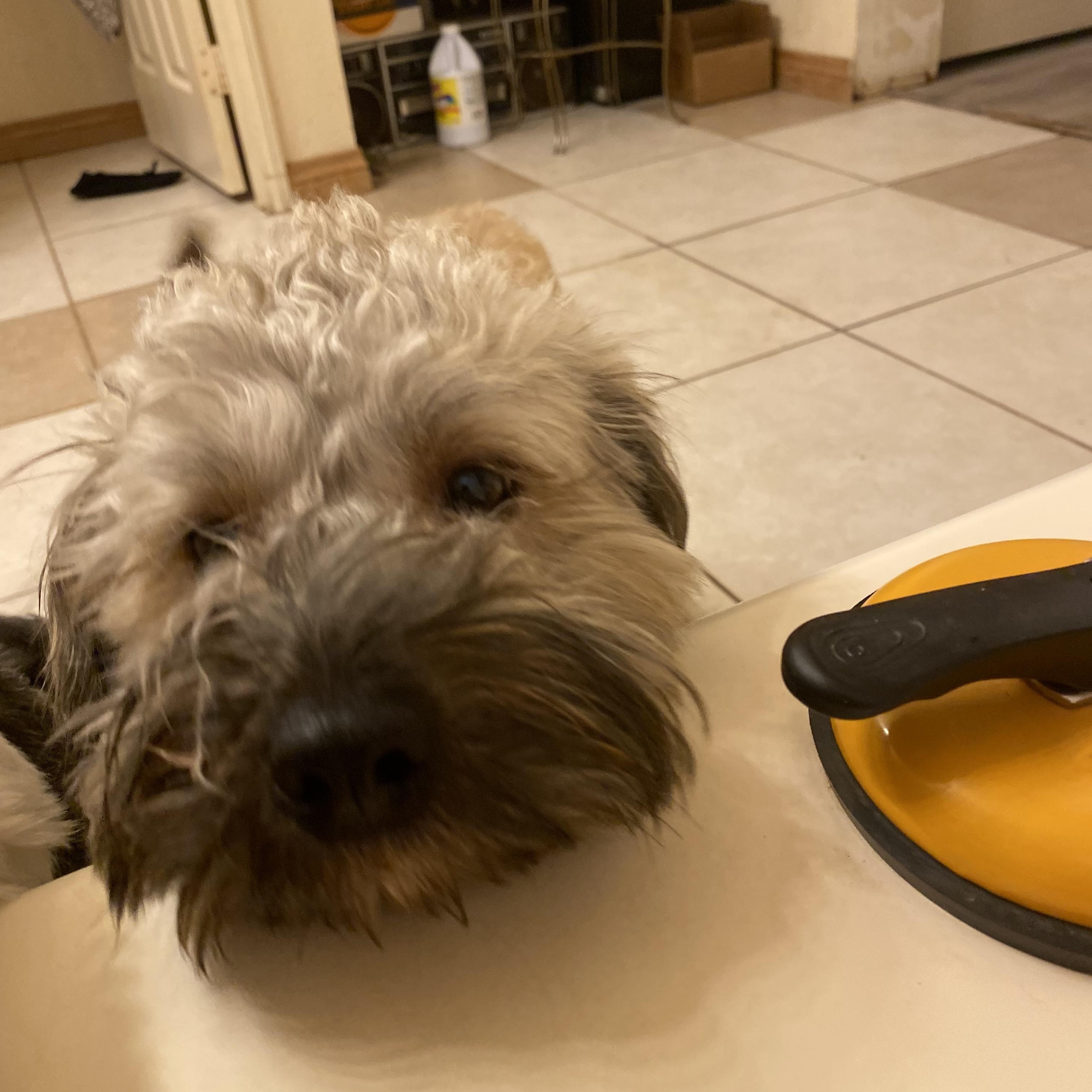 Waffles, ADOPTABLE, Puppy Male Goldendoodle & Sheepadoodle.