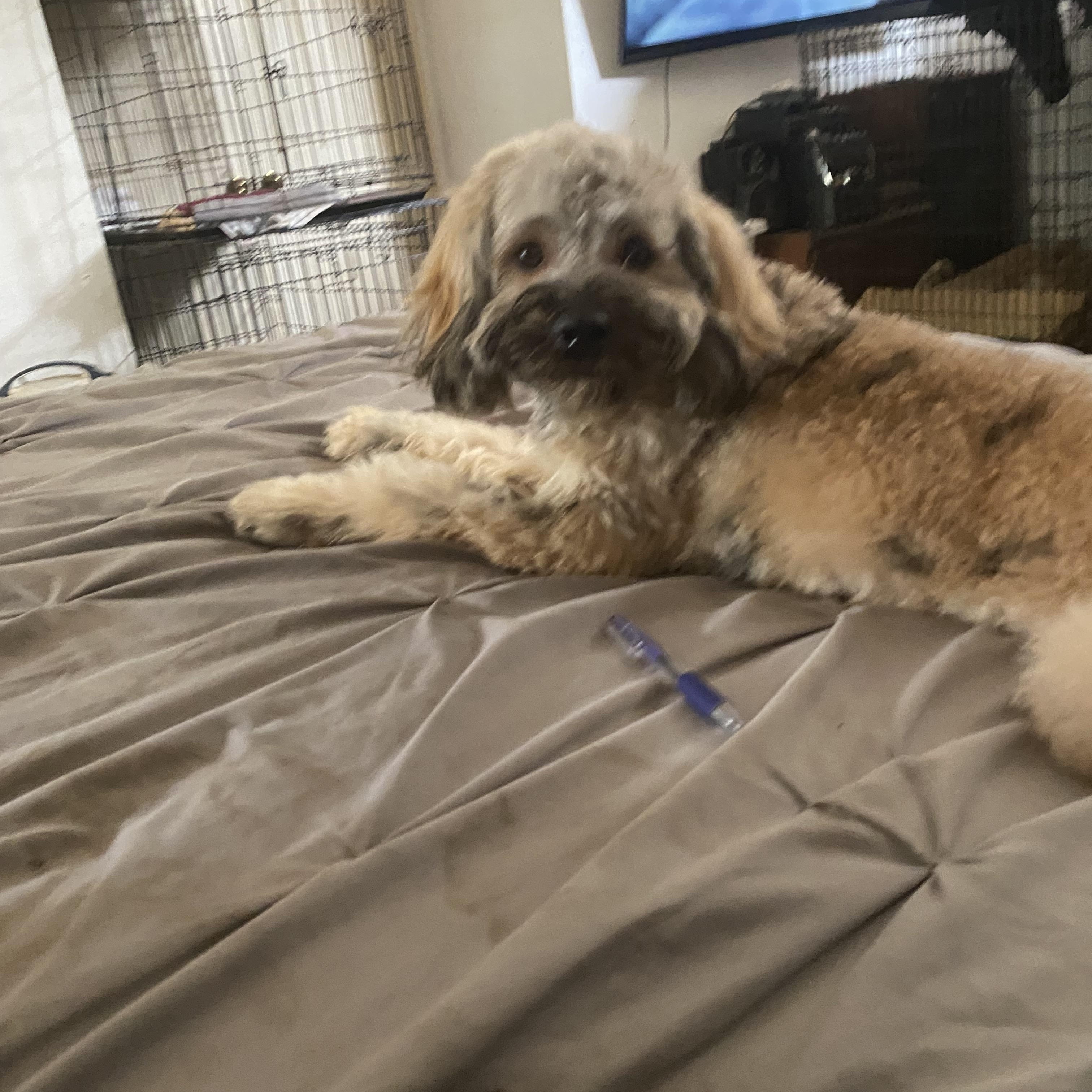 Waffles, a ADOPTABLE mixed breed in Moreno Valley, CA image 2/3