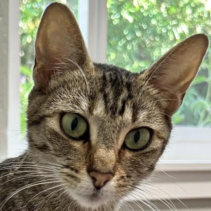 The Fabulous Moolah, Adoptable, Young Female Domestic Short Hair & Domestic Short Hair.