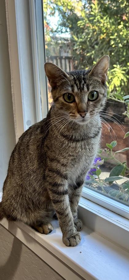 Enlarge The Fabulous Moolah, a Adoptable mixed breed in Pleasanton, CA image 2/3