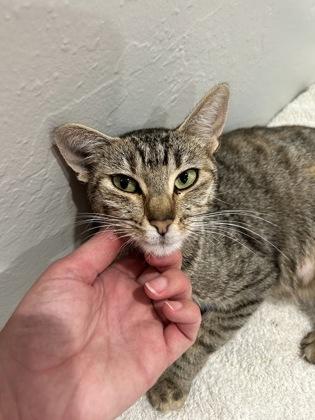 Enlarge The Fabulous Moolah, a Adoptable mixed breed in Pleasanton, CA image 3/3