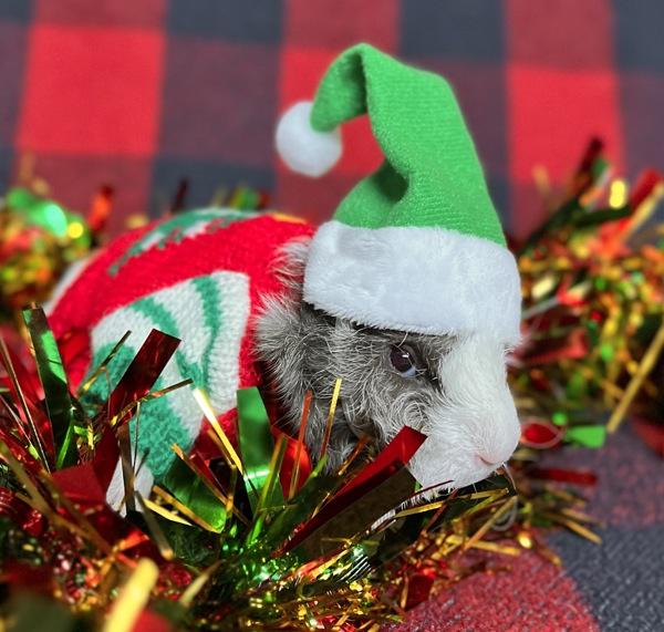 Larry, Adoptable, Baby Male Guinea Pig.