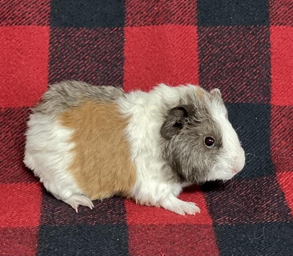 Enlarge Larry, a Adoptable mixed breed in Monterey, CA image 2/4