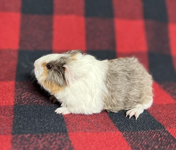 Enlarge Larry, a Adoptable mixed breed in Monterey, CA image 3/4