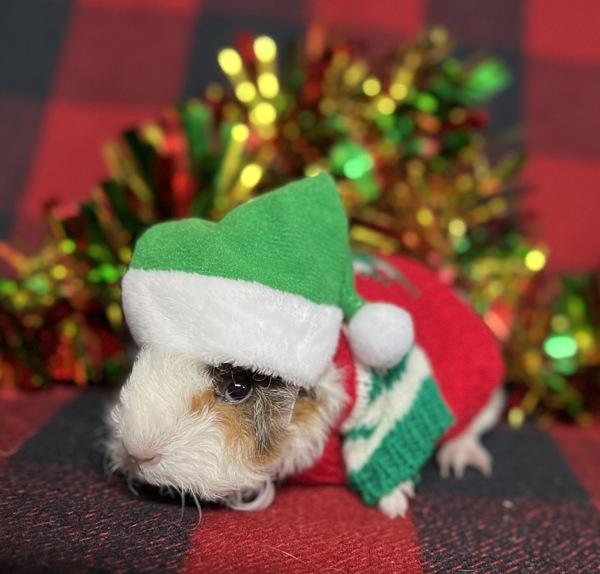 Enlarge Larry, a Adoptable mixed breed in Monterey, CA image 4/4