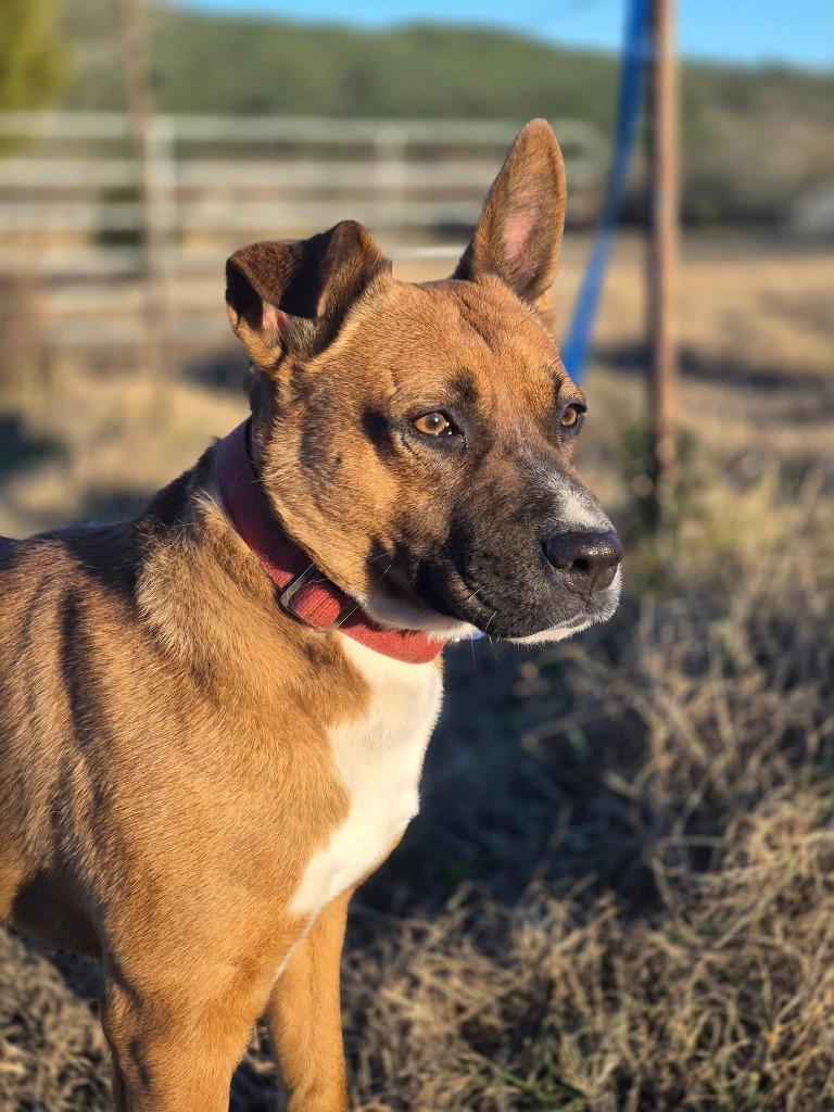 Doug, Adoptable, Adult Male Mixed Breed.