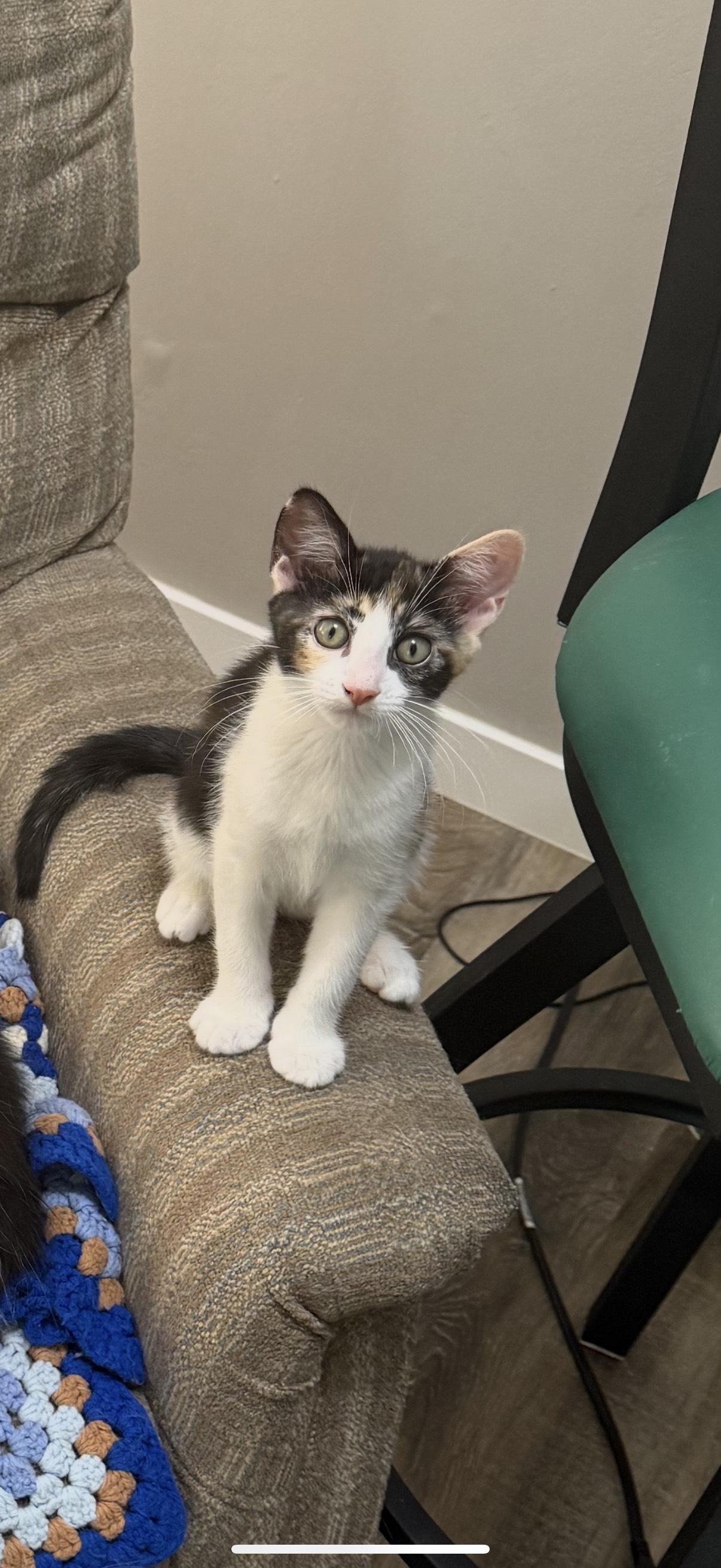 Enlarge Strudel, a Adoptable Calico in Roseville, MN image 1/3