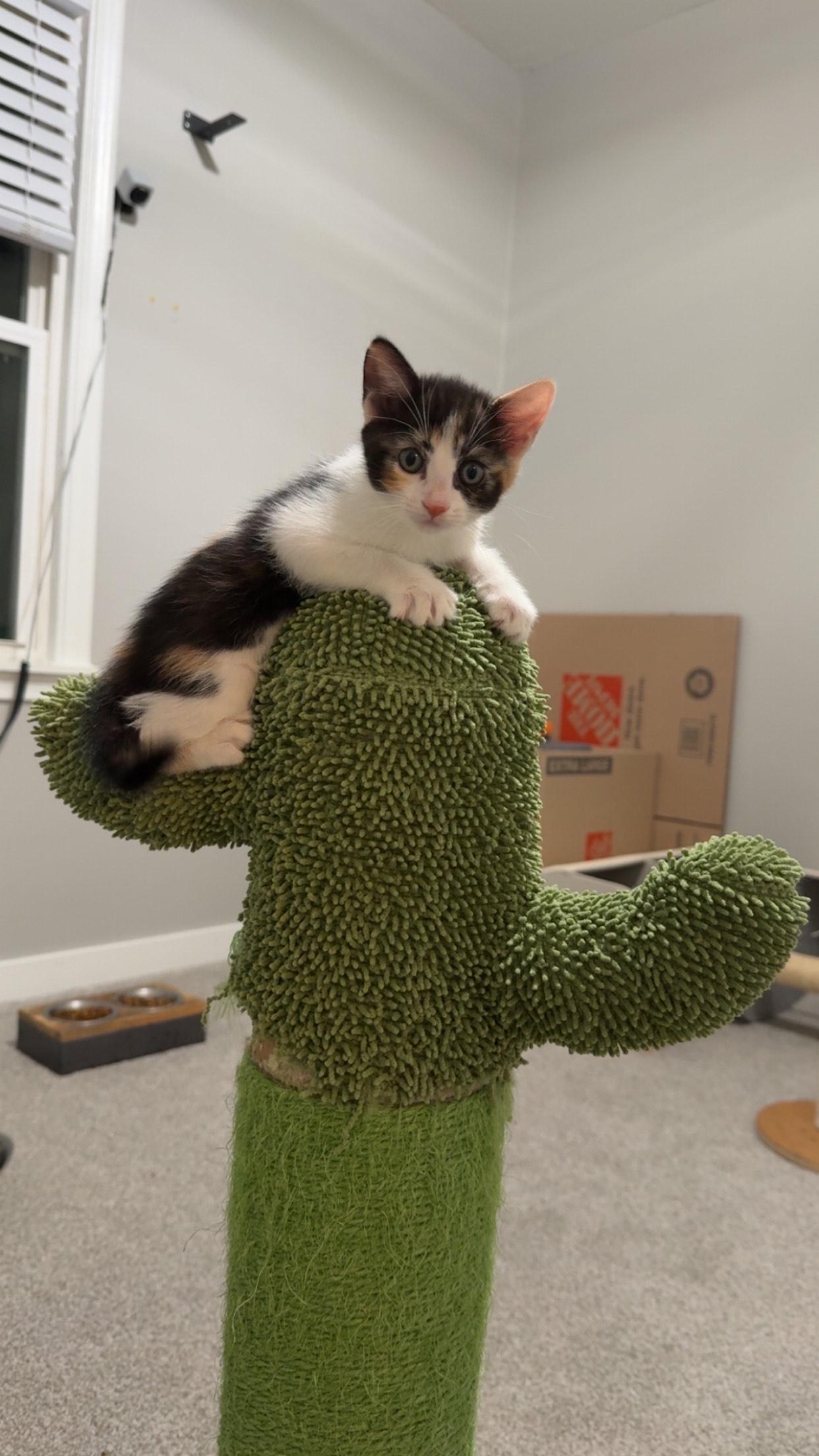 Enlarge Strudel, a Adoptable Calico in Roseville, MN image 2/3