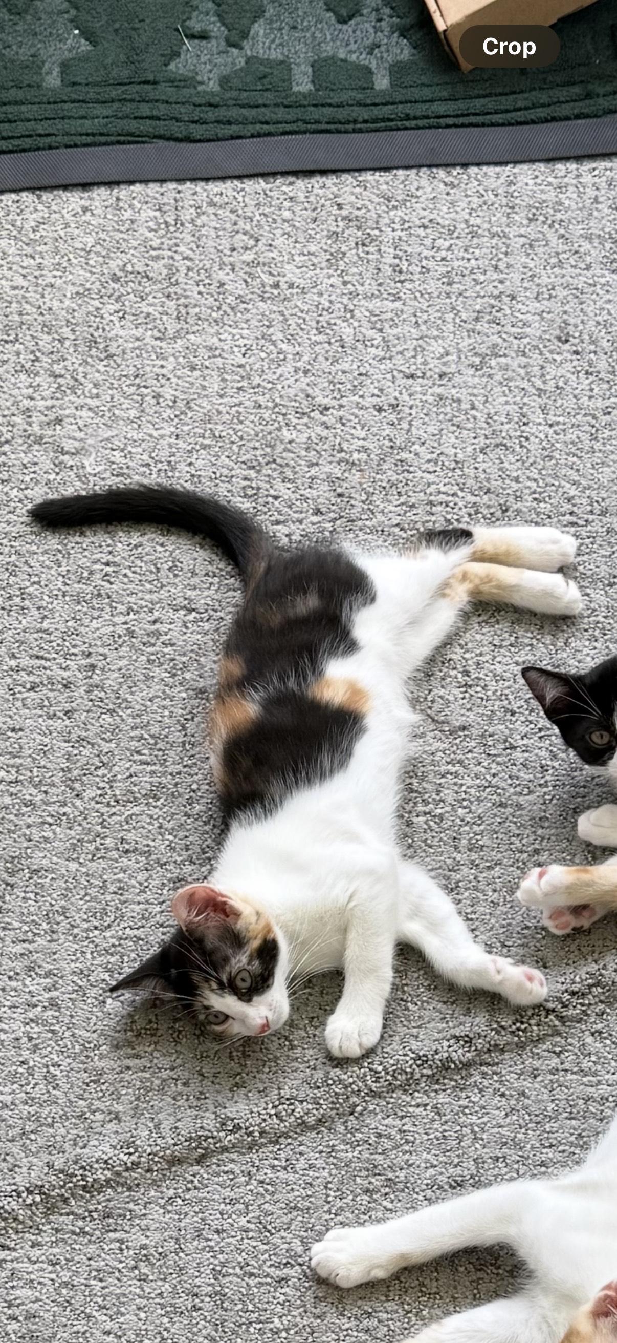 Enlarge Strudel, a Adoptable Calico in Roseville, MN image 3/3