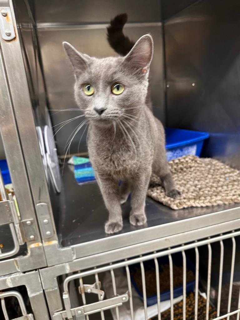 Enlarge Meteor, a Adoptable mixed breed in Sidney, NY image 1/2