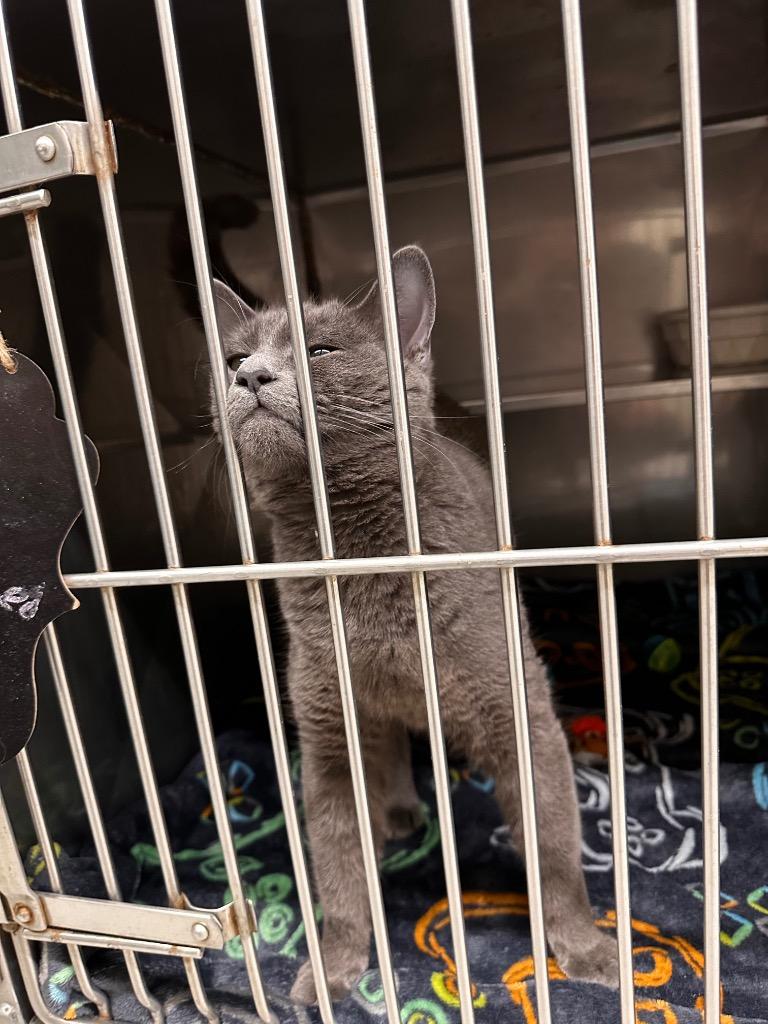 Enlarge Meteor, a Adoptable mixed breed in Sidney, NY image 2/2