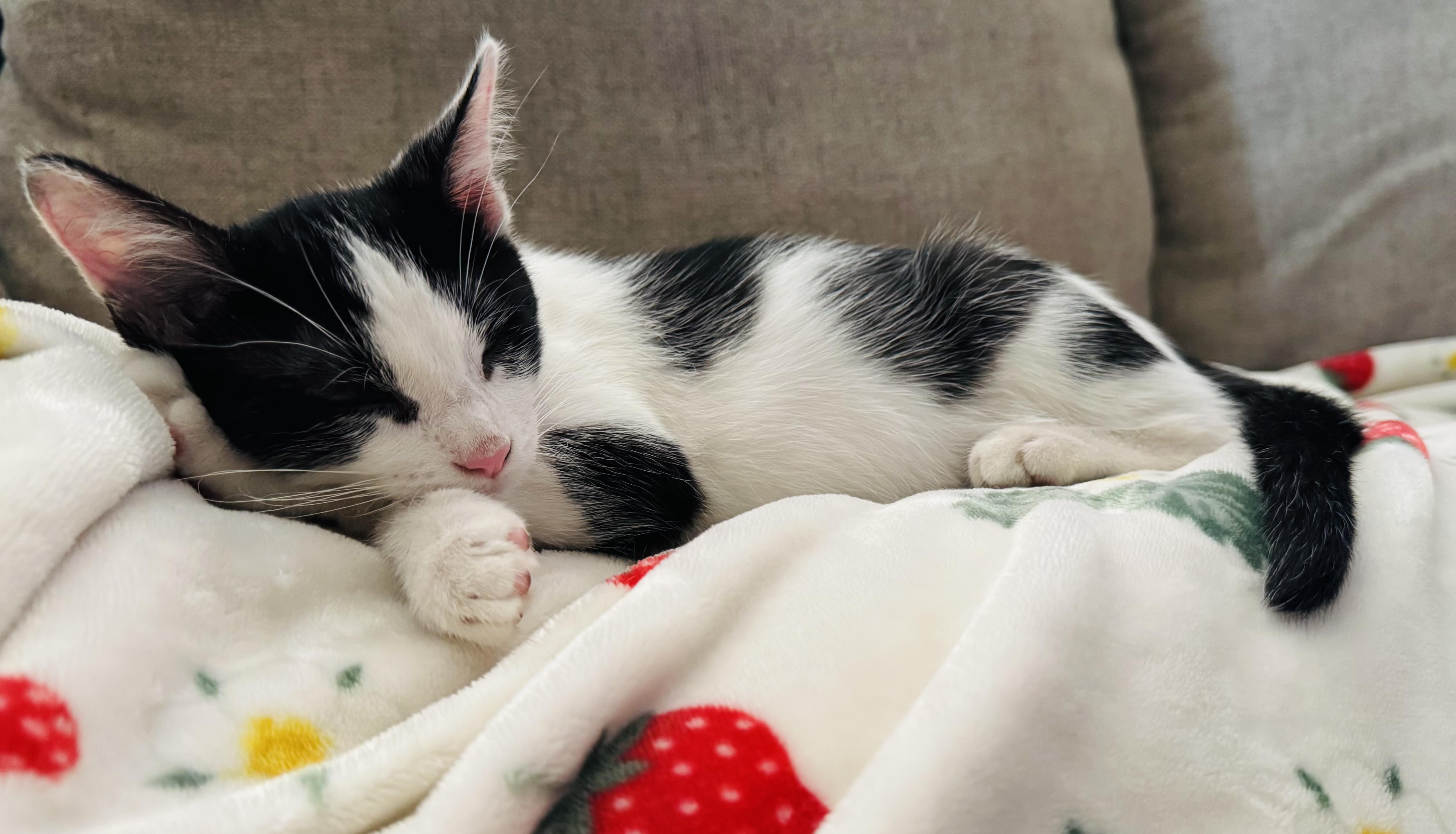 Enlarge Oreo, a Adoptable Domestic Short Hair in Joliet, IL image 2/2