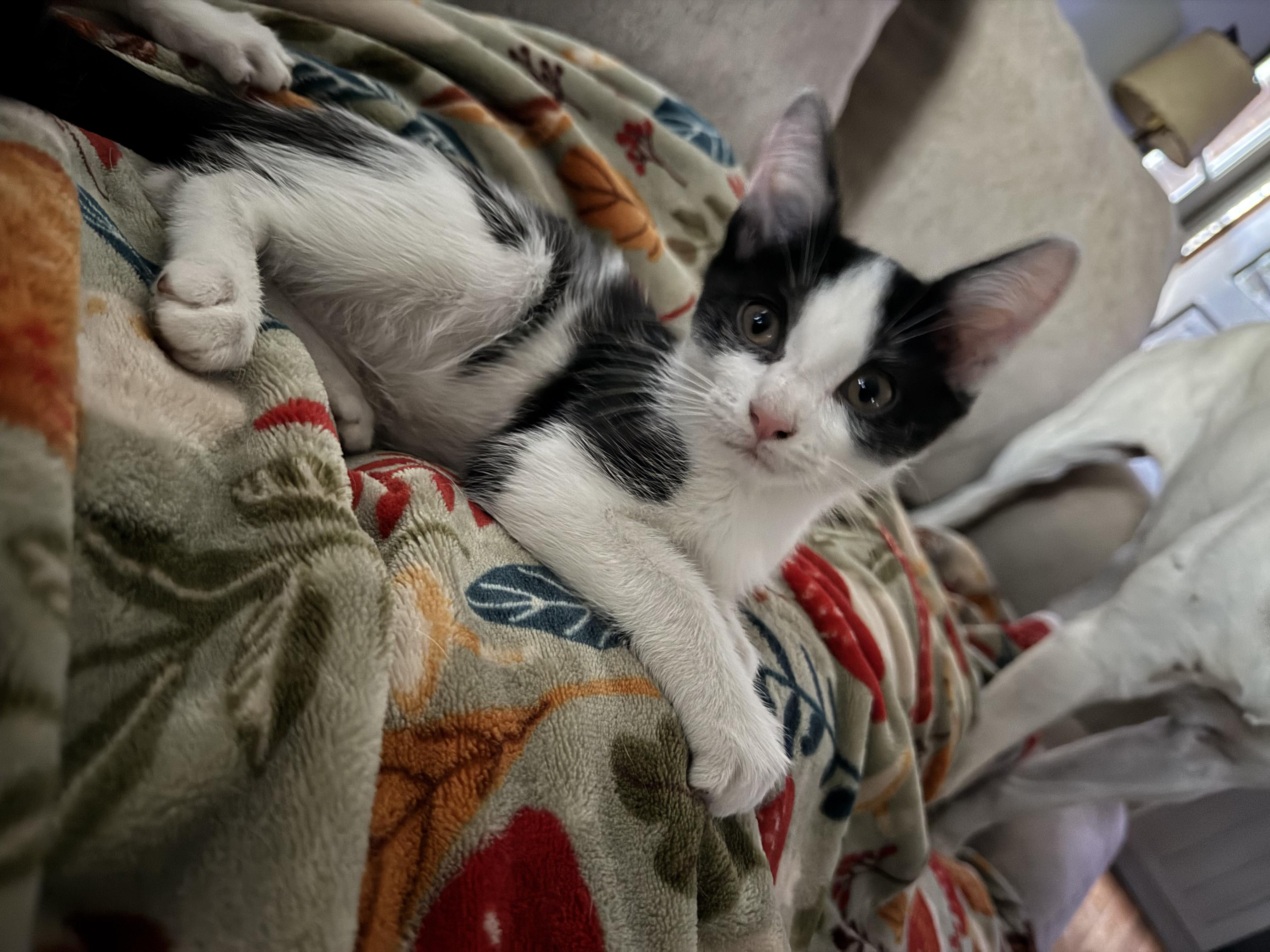 Oreo, Adoptable, Kitten Male Domestic Short Hair.