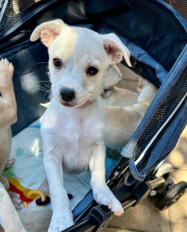 Enlarge Betsy, a Adoptable mixed breed in Van Nuys, CA image 1/6