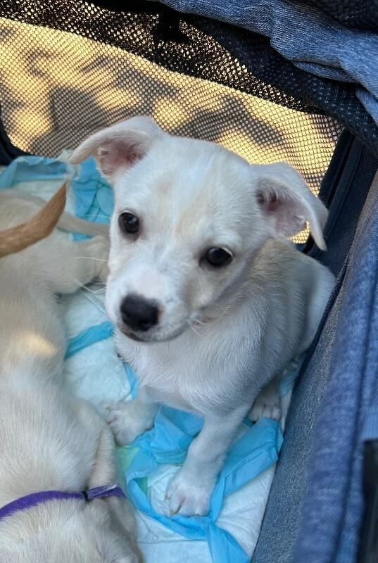 Enlarge Betsy, a Adoptable mixed breed in Van Nuys, CA image 5/6