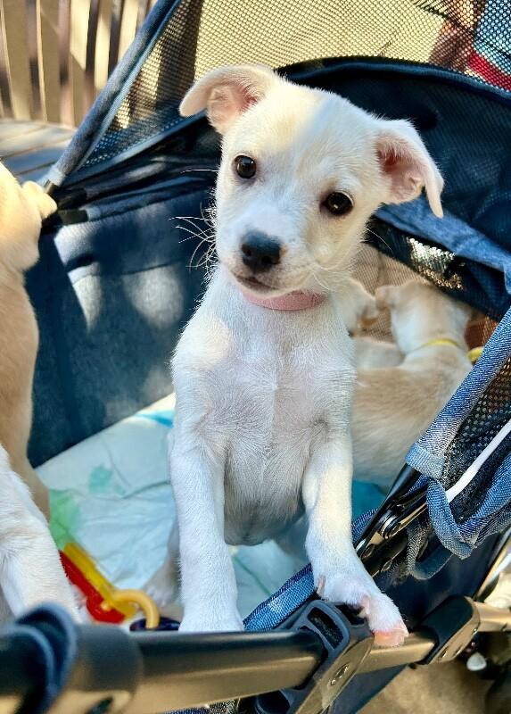 Enlarge Betsy, a Adoptable mixed breed in Van Nuys, CA image 6/6