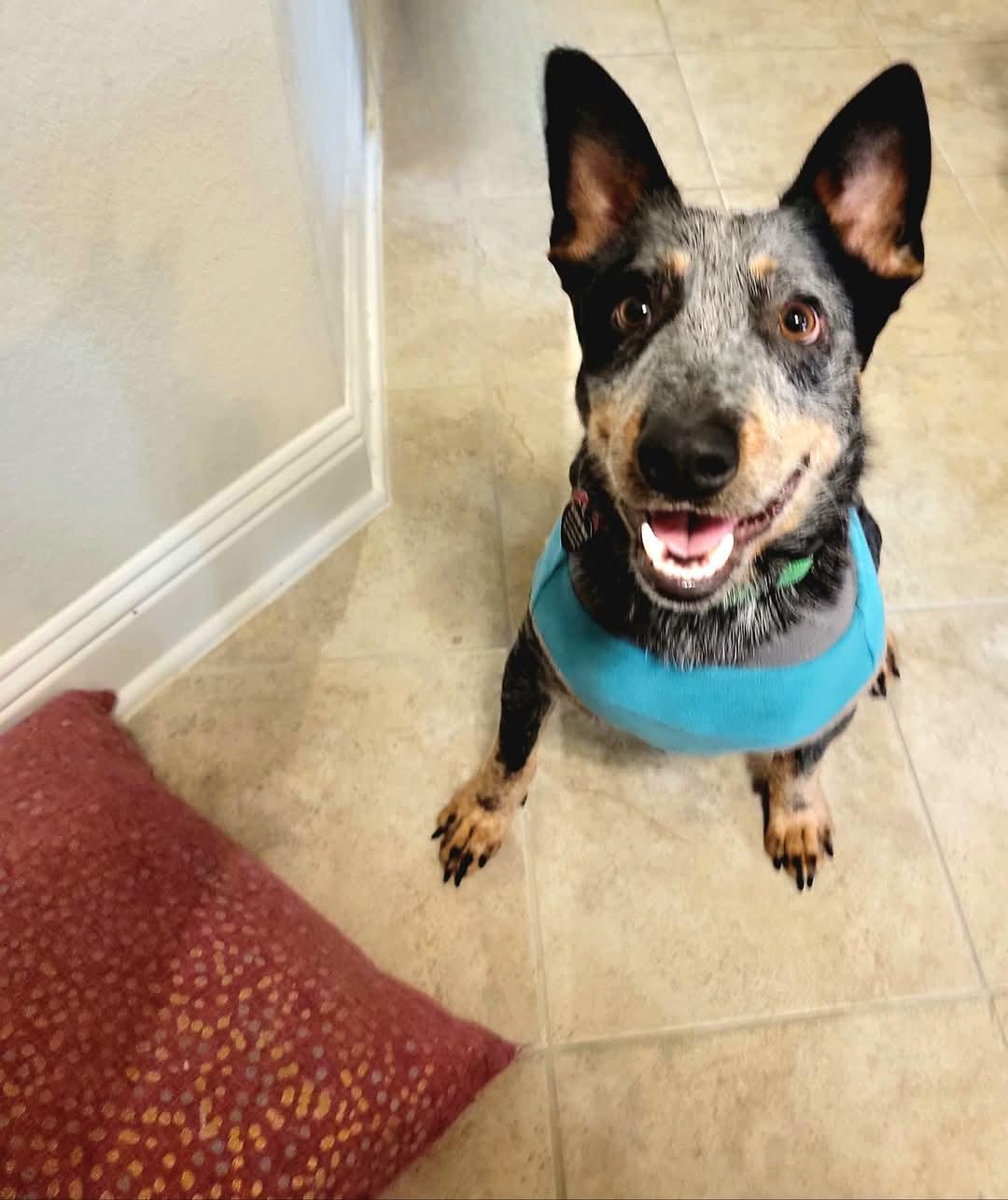 Georgi, Adoptable, Adult Male Australian Cattle Dog / Blue Heeler.