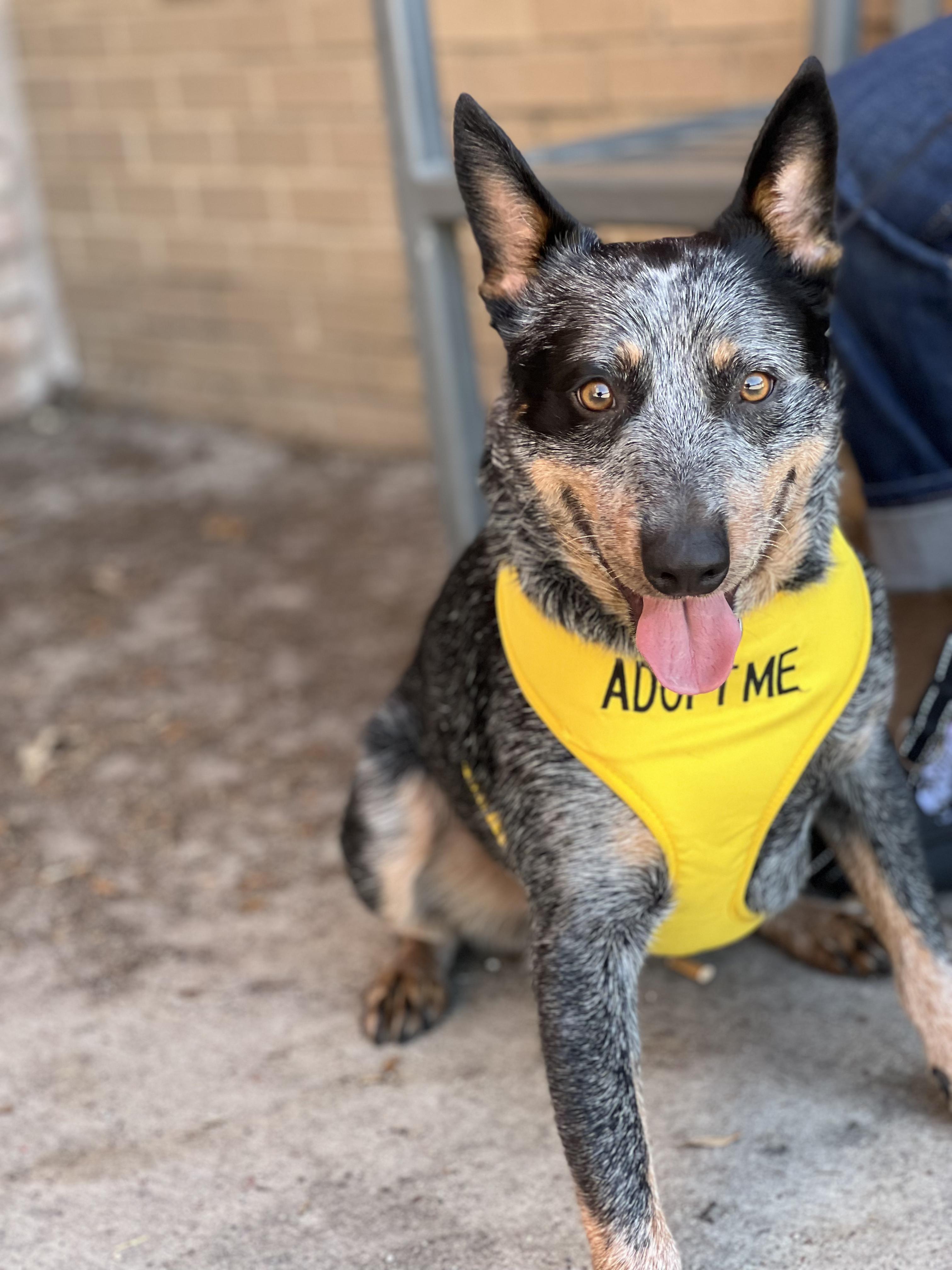 Enlarge Georgi, a Adoptable mixed breed in Fort Worth, TX image 3/5