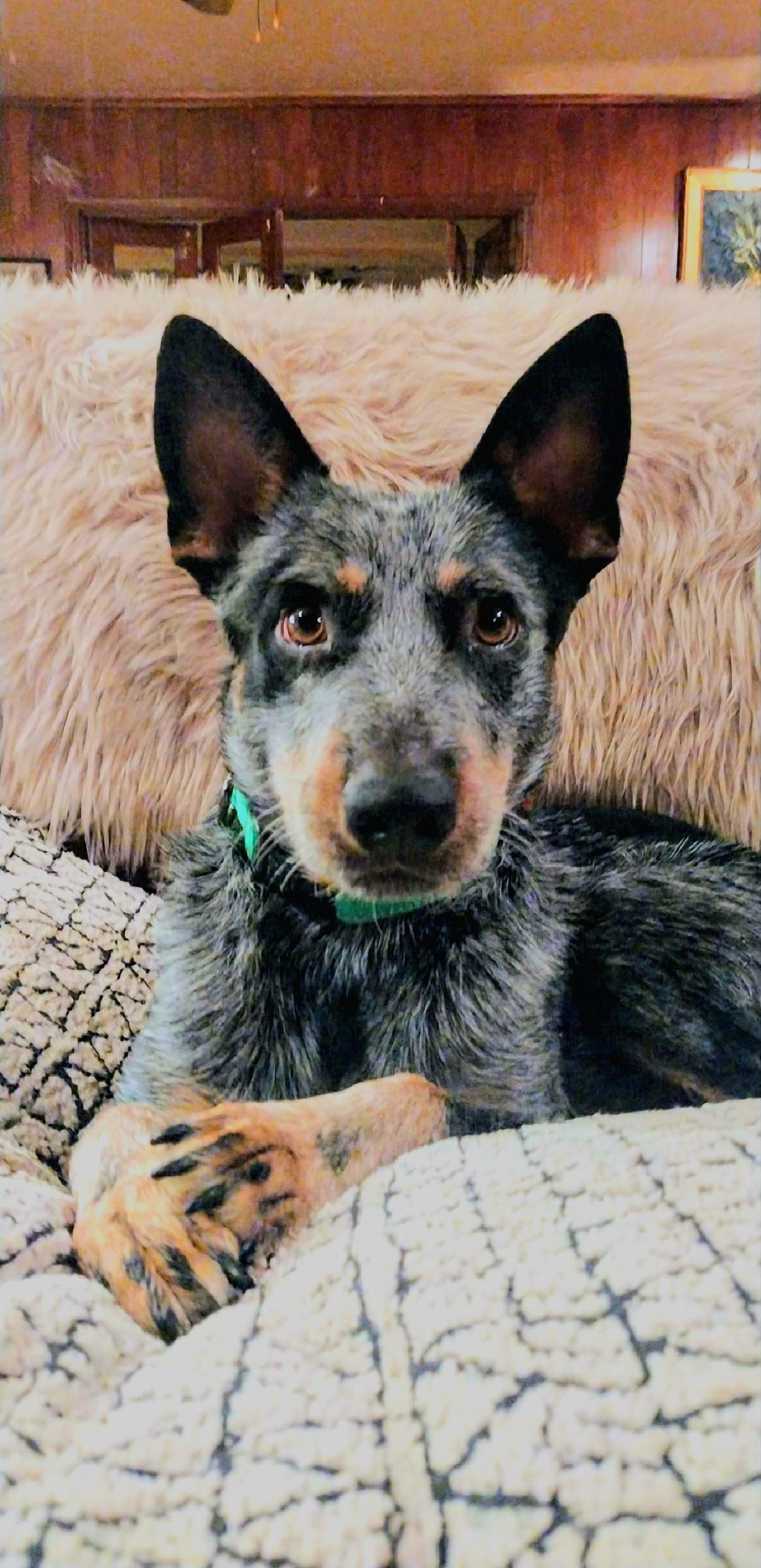 Enlarge Georgi, a Adoptable mixed breed in Fort Worth, TX image 4/5