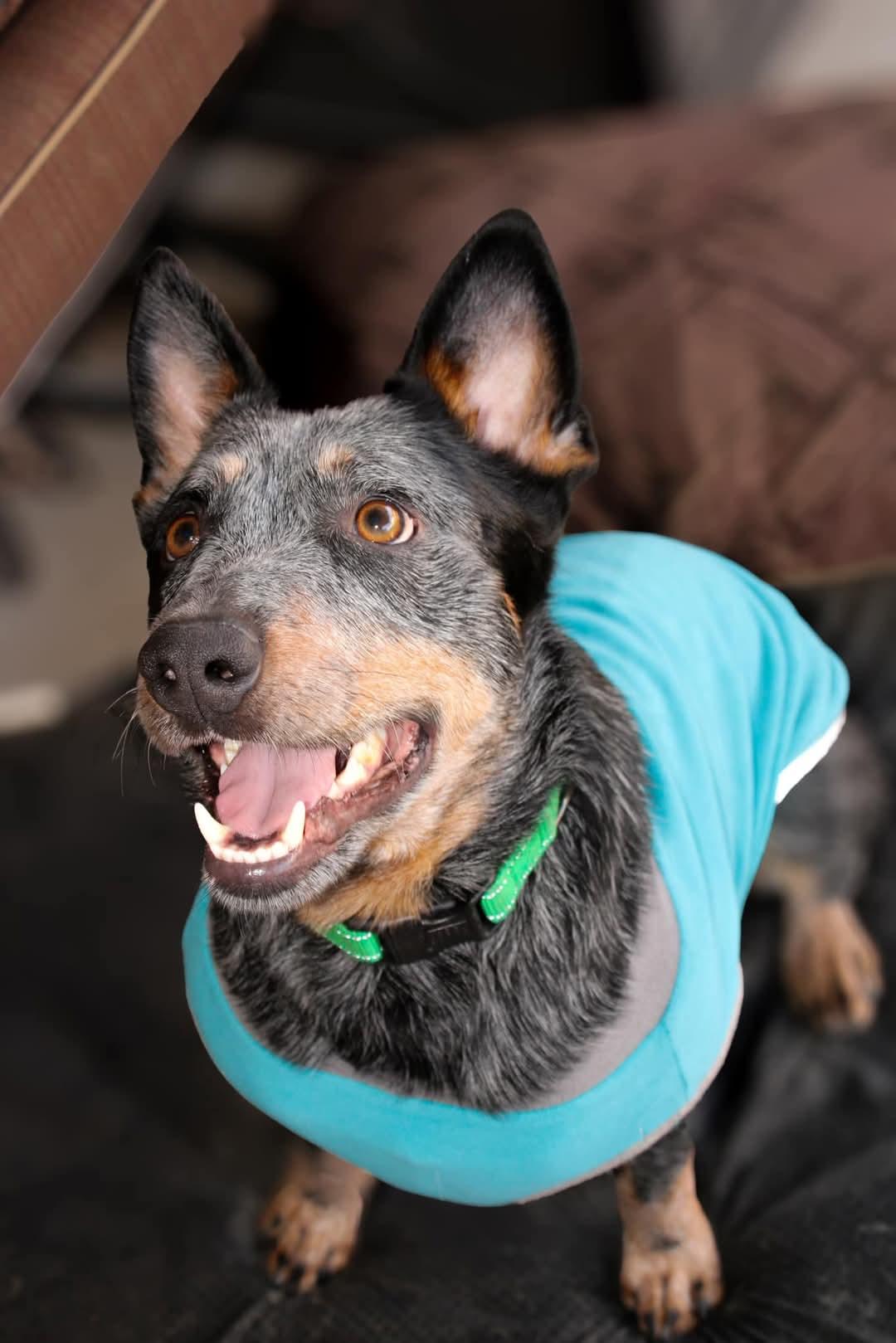 Enlarge Georgi, a Adoptable mixed breed in Fort Worth, TX image 2/5