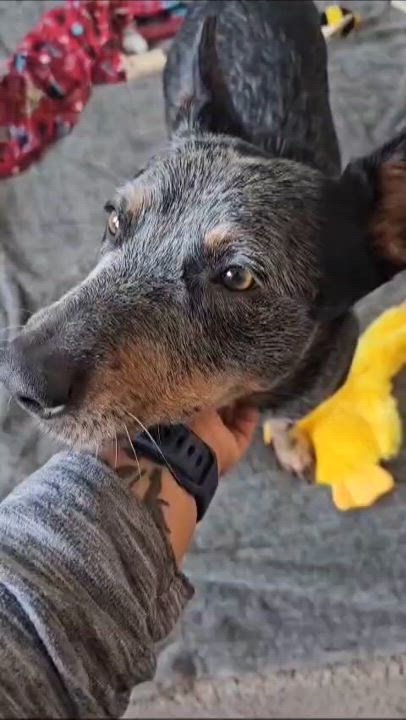 Enlarge Georgi, a Adoptable mixed breed in Fort Worth, TX video 5/5