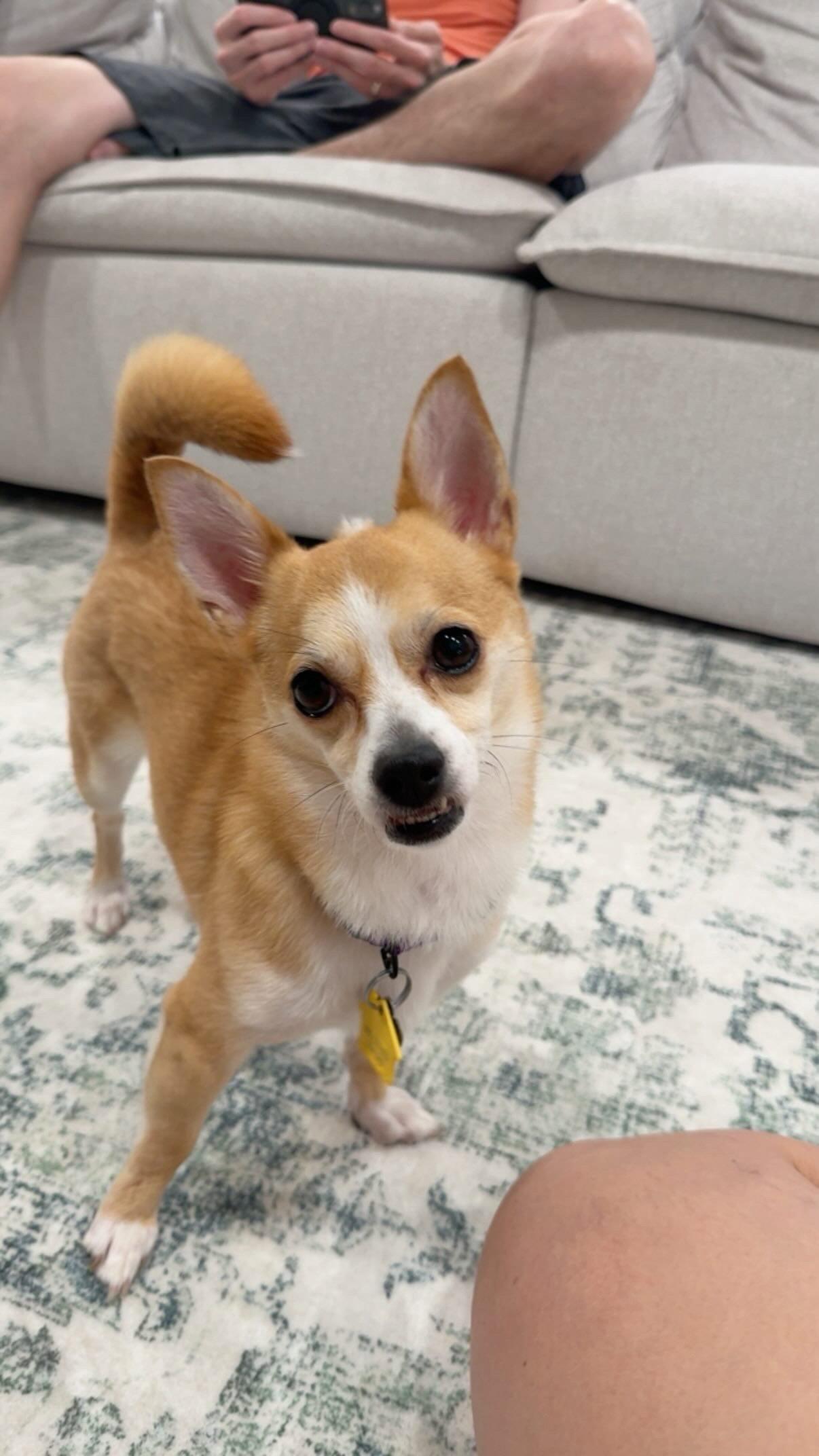 Nala- brave beauty, Adoptable, Young Female Chihuahua.