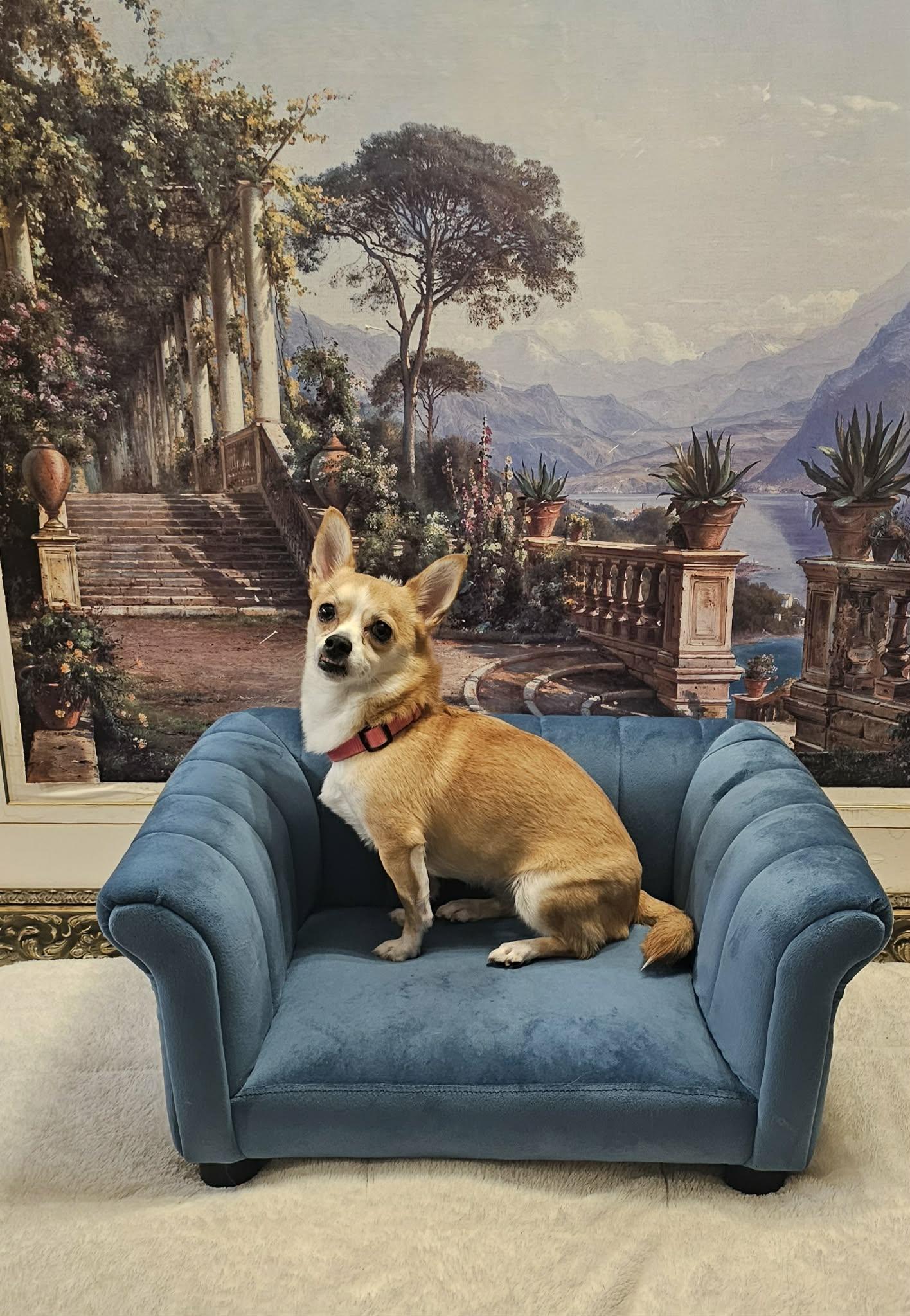 Enlarge Nala- brave beauty, a Adoptable Chihuahua in Oakhurst, NJ image 2/2