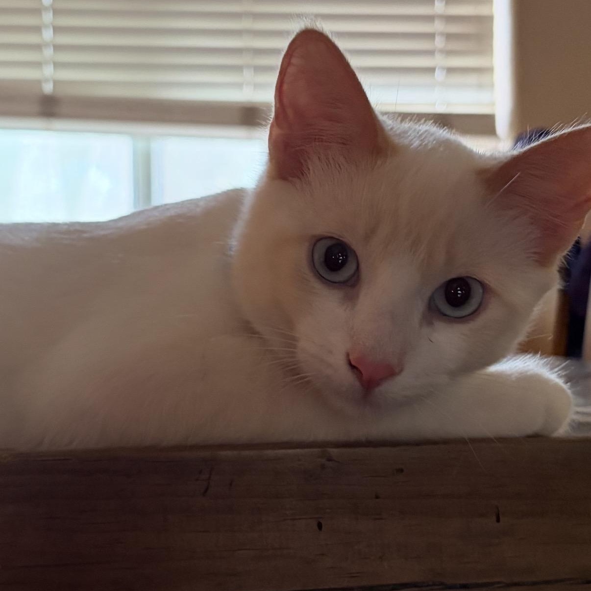 Koda, Adoptable, Kitten Male Siamese.