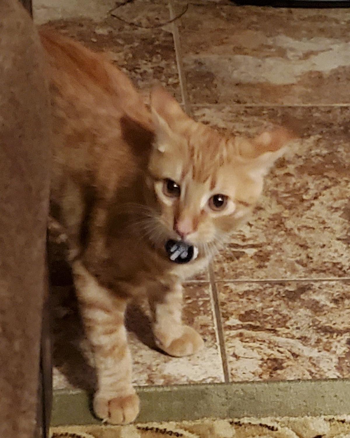 Enlarge Draco, a ADOPTABLE mixed breed in Frisco, TX image 2/2