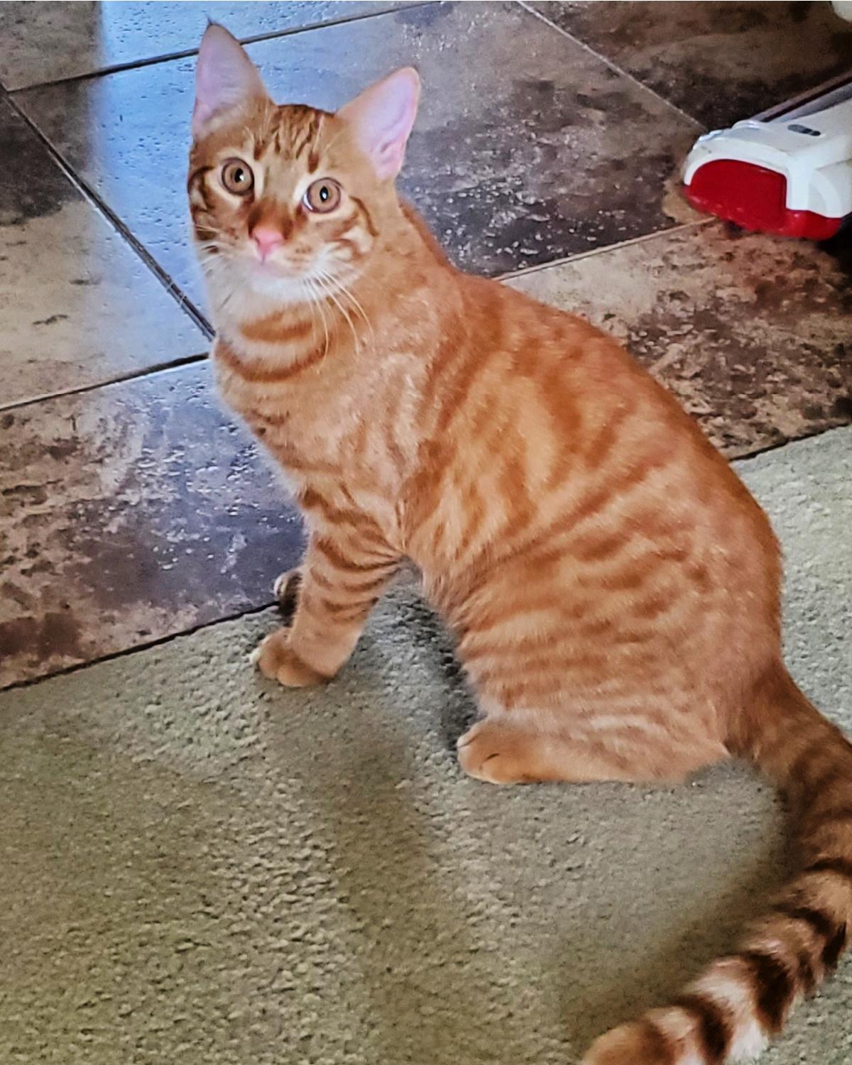 Enlarge Draco, a ADOPTABLE mixed breed in Frisco, TX image 1/2